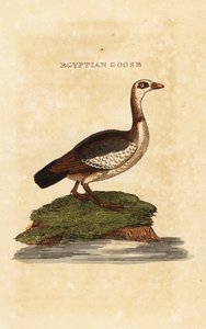 エジプトガチョウ、アロポチェン・アエジプティアカ 作： Richard Polydore (after) Nodder