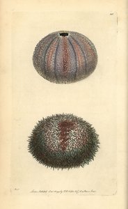 食用ウニ、Echinus esculentus、ジョージ ショーとフレデリック ノダーの「ナチュラリストの雑貨」より 作： Richard Polydore Nodder
