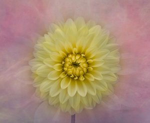 柔らかな黄色のダリアの花