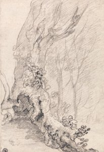 古い木の研究: 幹とツタに覆われた根 作： Richard Wilson