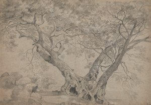 ネミ湖畔のアーブラ サクラ 作： Richard Wilson