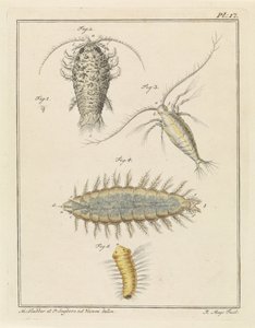 瑪瑙等脚類、カイアシ類、毛虫 作： Robbert Muys