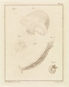 いろいろな海の生き物