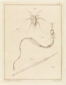 一般的なフジツボ、大型ヨウジウオ、アワムシの種