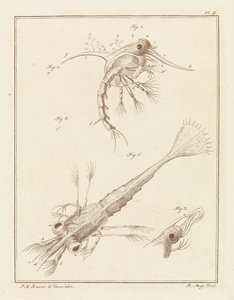 海岸のカニの幼生の 2 つの発達段階 作： Robbert Muys