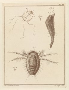 さまざまな海の生き物 作： Robbert Muys