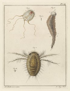さまざまな海の生き物 作： Robbert Muys