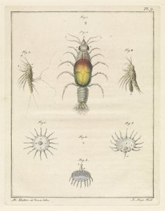さまざまな海の生き物 作： Robbert Muys