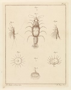 さまざまな海の生き物 作： Robbert Muys