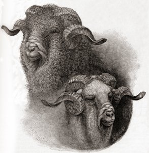 1884年に発行されたThe Century Illustrated Monthly Magazineの、刈り取り前後のメリノラムの頭の比較 作： Robert Antoine Muller