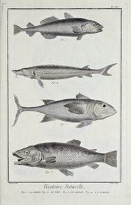 タラ、マグロ、サケ、チョウザメ、Denis Diderotの「科学、自由芸術、機械芸術に関する図解集」のイラスト 作： Robert Benard
