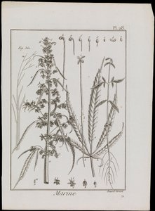 花の海洋図 1810年頃 （エングレーヴィング、エッチング） 作： Robert Benard