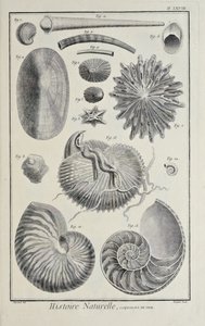 海の貝殻（Denis Diderot著「科学、自由芸術、機械芸術に関する図版集（その解説付き）」より 作： Robert Benard
