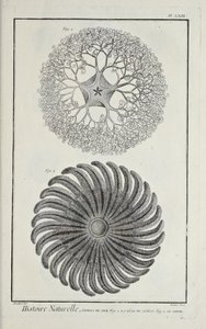 海の星（Denis Diderot著「科学、自由芸術、機械芸術に関する図版集（その解説付き）」より 作： Robert Benard