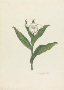 レディーススリッパ（Cypripedium Canadense、Calceolus Maria）