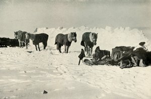 1911年、1913年、キャンプオンザバリアのシェルターの背後にあるポニー 作： Robert Falcon Scott