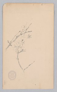 枝 作： Robert Frederick Blum