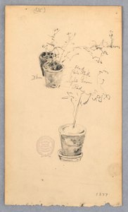 デッサン、植木鉢、1877年 作： ロバートフレデリックブルーム