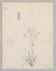 顕花植物 作： Robert Frederick Blum