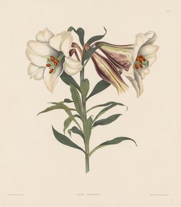 ヒガンバナ科の自然秩序に属する、十六代の植物の選択...、1831-1832 作： Robert Havell