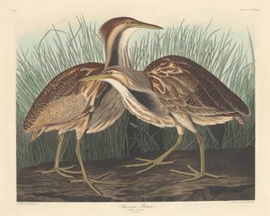 アメリカのにがり、1836年。 作： Robert Havell