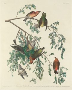 アメリカン・クロスビル、1834年。