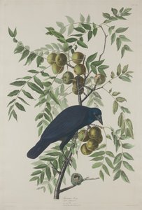 アメリカン・クロウ、1833年。 作： Robert Havell