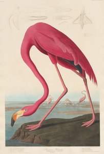 アメリカのフラミンゴ、1838年。 作： Robert Havell