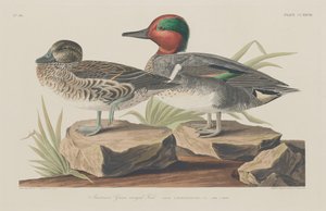 アメリカン・グリーン・ウィングド・ティール、1834年。 作： Robert Havell