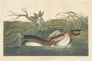 アメリカン・ピエ・ビル・ドブチック、1835年。 作： Robert Havell