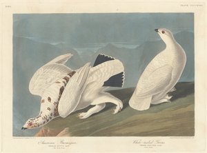 アメリカライチョウとオジロライチョウ、1838 年。 作： Robert Havell