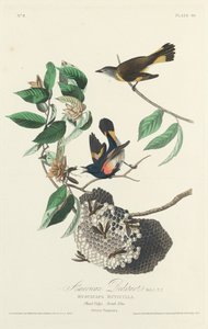 アメリカのレッドスタート、1828年。 作： Robert Havell