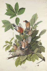 アメリカのロビン、1832年。 作： Robert Havell