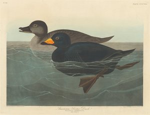 アメリカン・スコター・ダック、1838年。 作： Robert Havell