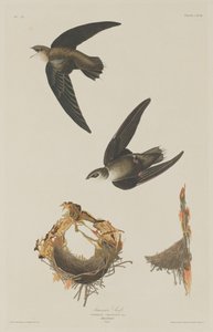 アメリカン・スイフト、1833年。