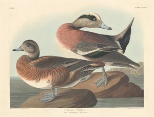 アメリカのウィジョン、1836年。 作： Robert Havell