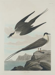 北極イェーガー、1835年。