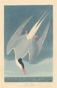 ホッキョクアジサシ、1835 年。 作： Robert Havell