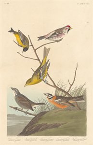 Arkansas Siskin、Mealy Redpoll、Louisiana Tanager、Townsend