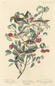 オーデュボンのウグイス、ヤドカリウグイス、ノドジロムシクイ、1837 年。 作： Robert Havell