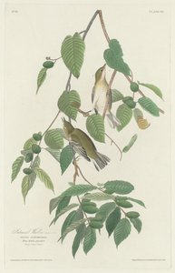 秋のウグイス、1830年。 作： Robert Havell