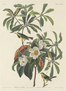 バックマンのウグイス、1834年。 作： Robert Havell