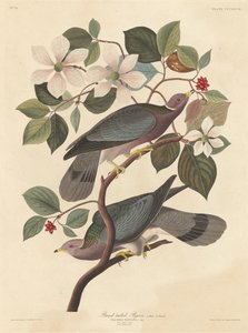 バンドオオバト、1837年。 作： Robert Havell