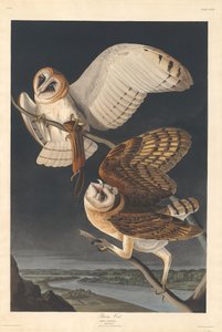 メンフクロウ、1833年。