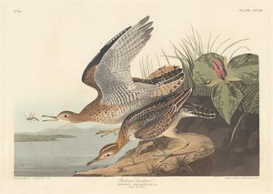 バートラムサンドパイパー、1836年。 作： Robert Havell