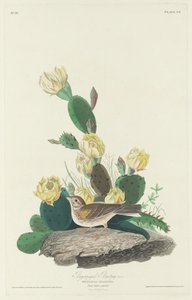 オオホオジロ、1830 年。 作： Robert Havell
