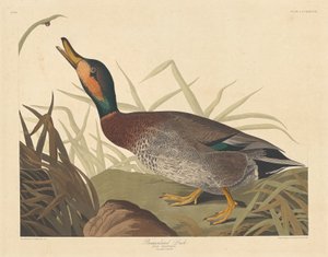 盲目のアヒル、1836年。