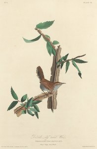 Bewick のオナガミソサザイ、1827 年。