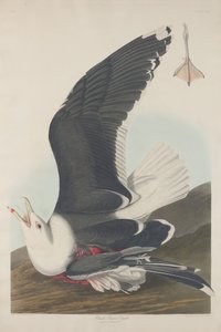 セグロカモメ、1835 年。 作： Robert Havell