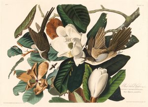 ブラックビルカッコウ、1828年。 作： Robert Havell